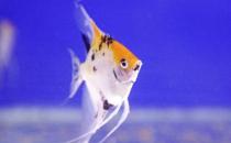 天使魚怎么養(yǎng)？天使魚有什么品種？