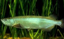 星點龍魚的簡介-星點龍魚如何繁殖？