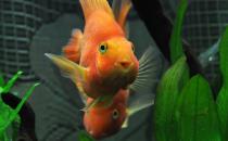 血鸚鵡魚(yú)的簡(jiǎn)介-血鸚鵡魚(yú)的壽命