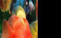 血鸚鵡魚(yú)怎么養(yǎng)？血鸚鵡魚(yú)的養(yǎng)殖環(huán)境