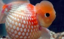 珍珠金魚的簡介-珍珠金魚如何繁殖？