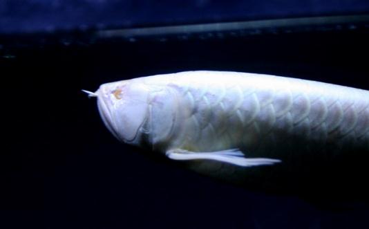 白金龍魚怎么養(yǎng)？白金龍魚的品種