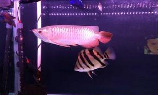 寶石龍魚怎么養(yǎng)？寶石龍魚的常見病