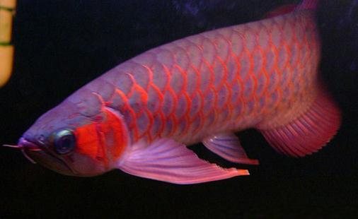 帝王辣椒紅龍魚的簡(jiǎn)介-帝王辣椒紅龍魚的價(jià)格