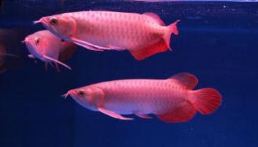 帝王辣椒紅龍魚怎么養(yǎng)？帝王辣椒紅龍魚如何挑選？