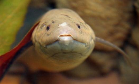 非洲肺魚(yú)怎么養(yǎng)？非洲肺魚(yú)的生存環(huán)境