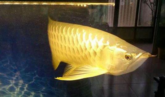 高背寶石龍魚怎么養(yǎng)？高背寶石龍魚魚缸擺放位置