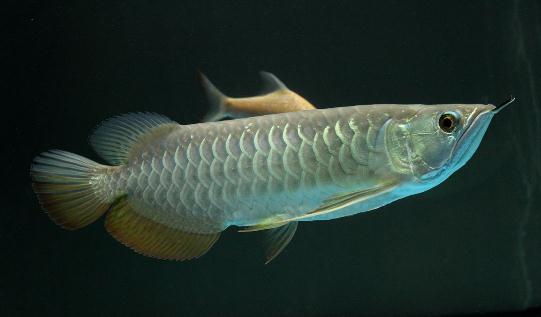 高背金龍魚怎么養(yǎng)？高背金龍魚的特點(diǎn)