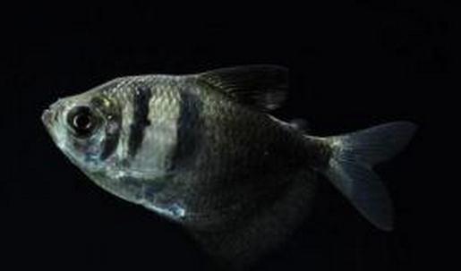 黑裙魚(yú)怎么養(yǎng)？黑裙魚(yú)的常見(jiàn)病