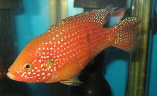 紅寶石魚怎么養(yǎng)？紅寶石魚如何繁殖？