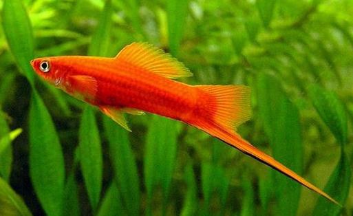 紅劍魚怎么養(yǎng)？紅劍魚的飼養(yǎng)環(huán)境
