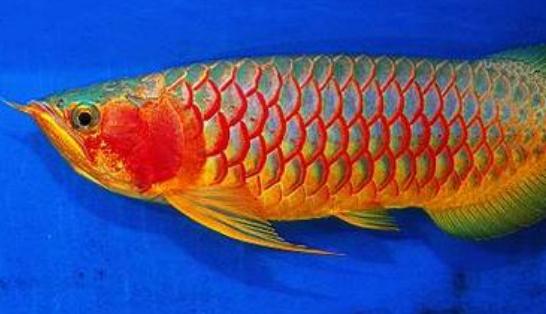 紅辣椒龍魚怎么養(yǎng)？紅辣椒龍魚養(yǎng)殖方法
