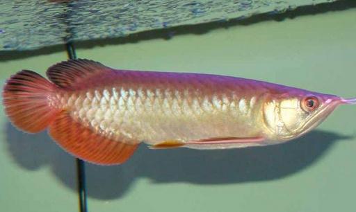紅尾金龍魚(yú)怎么養(yǎng)？紅尾金龍魚(yú)的價(jià)格