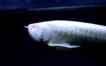 白金龍魚(yú)怎么養(yǎng)？白金龍魚(yú)的品種