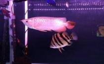 寶石龍魚(yú)怎么養(yǎng)？寶石龍魚(yú)的常見(jiàn)病