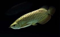 背金龍魚怎么養(yǎng)？背金龍魚的飼養(yǎng)環(huán)境