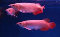 帝王辣椒紅龍魚怎么養(yǎng)？帝王辣椒紅龍魚如何挑選？