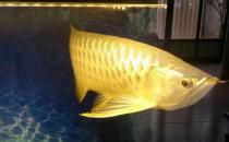 高背寶石龍魚怎么養(yǎng)？高背寶石龍魚魚缸擺放位置
