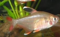 黑裙魚的簡(jiǎn)介-黑裙魚的體型特征