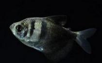 黑裙魚怎么養(yǎng)？黑裙魚的常見病