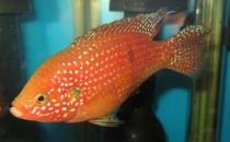 紅寶石魚怎么養(yǎng)？紅寶石魚如何繁殖？