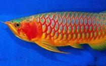 紅辣椒龍魚(yú)怎么養(yǎng)？紅辣椒龍魚(yú)養(yǎng)殖方法