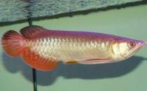 紅尾金龍魚(yú)怎么養(yǎng)？紅尾金龍魚(yú)的價(jià)格