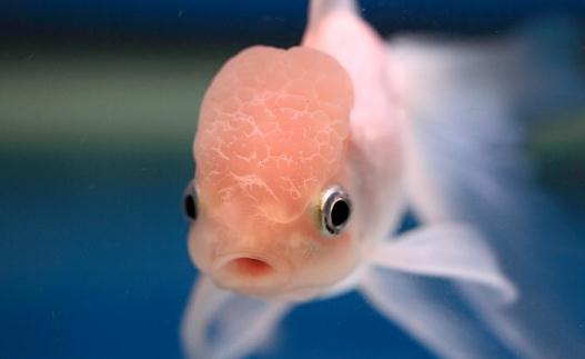 火鶴魚怎么養(yǎng)？火鶴魚的體型特征