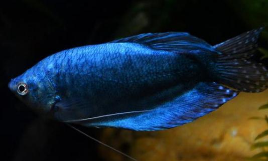 藍(lán)龍魚怎么繁殖？藍(lán)龍魚怎么養(yǎng)？