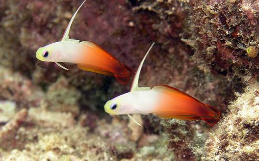 雷達(dá)魚怎么養(yǎng)？雷達(dá)魚的壽命