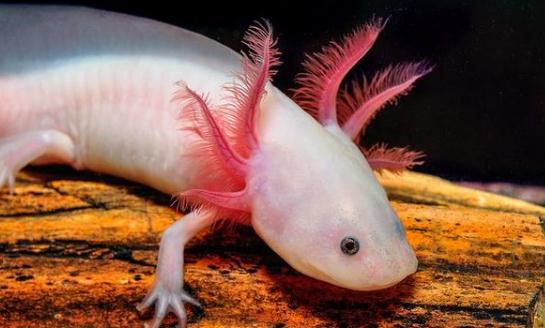 六角恐龍魚(yú)吃什么？六角恐龍魚(yú)怎么養(yǎng)？