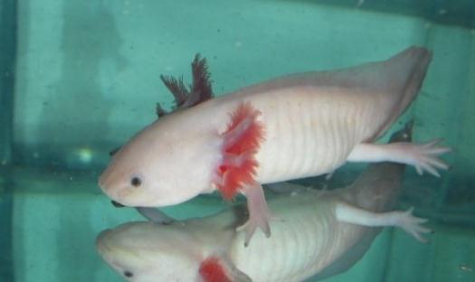 六角龍魚吃什么？六角龍魚怎么養(yǎng)？