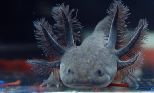 六角龍魚的魚缸怎么布置？六角龍魚的簡介