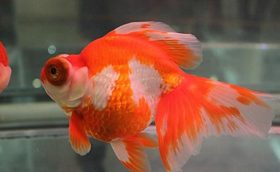 龍睛金魚怎么挑選？龍睛金魚怎么養(yǎng)？