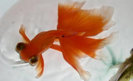 龍睛金魚(yú)的挑選標(biāo)準(zhǔn)-龍睛金魚(yú)的簡(jiǎn)介