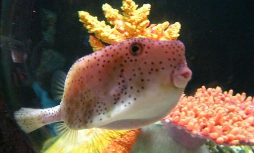 木瓜魚怎么養(yǎng)？木瓜魚的飼養(yǎng)環(huán)境
