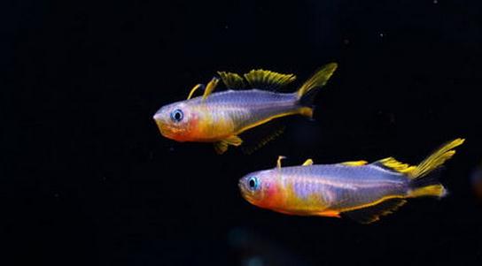 霓虹燕子魚的簡介-霓虹燕子魚如何繁殖？