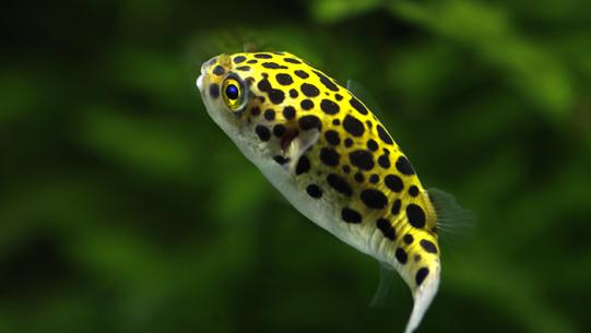 潛水艇魚怎么養(yǎng)？潛水艇魚選魚技巧
