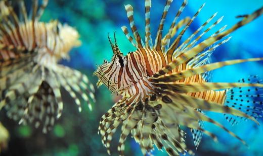 獅子魚怎么養(yǎng)？獅子魚的生存環(huán)境