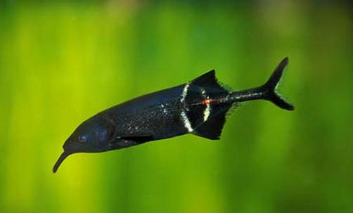 象鼻魚(yú)怎么養(yǎng)？象鼻魚(yú)的特征
