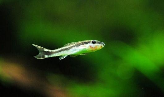 小精靈魚怎么養(yǎng)？小精靈魚的飼養(yǎng)方式