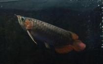 尖嘴青龍魚(yú)的品相標(biāo)準(zhǔn)-尖嘴青龍魚(yú)怎么養(yǎng)？