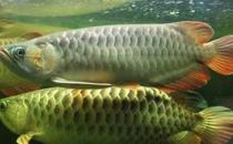 尖嘴青龍魚的生存環(huán)境-尖嘴青龍魚的是什么？