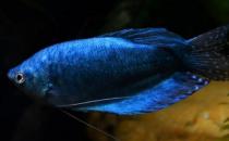 藍龍魚怎么繁殖？藍龍魚怎么養(yǎng)？