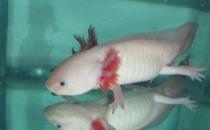 六角龍魚吃什么？六角龍魚怎么養(yǎng)？