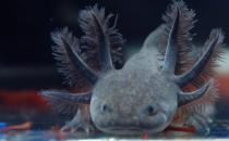 六角龍魚(yú)的魚(yú)缸怎么布置？六角龍魚(yú)的簡(jiǎn)介