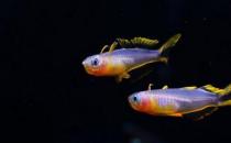 霓虹燕子魚的簡介-霓虹燕子魚如何繁殖？