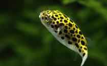 潛水艇魚怎么養(yǎng)？潛水艇魚選魚技巧