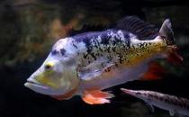 射水魚的簡(jiǎn)介-射水魚吃什么？