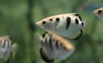 射水魚(yú)怎么養(yǎng)？射水魚(yú)的品種